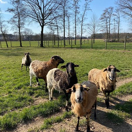 Ferienhof Westermann Waldblick Lähden Eksteriør bilde
